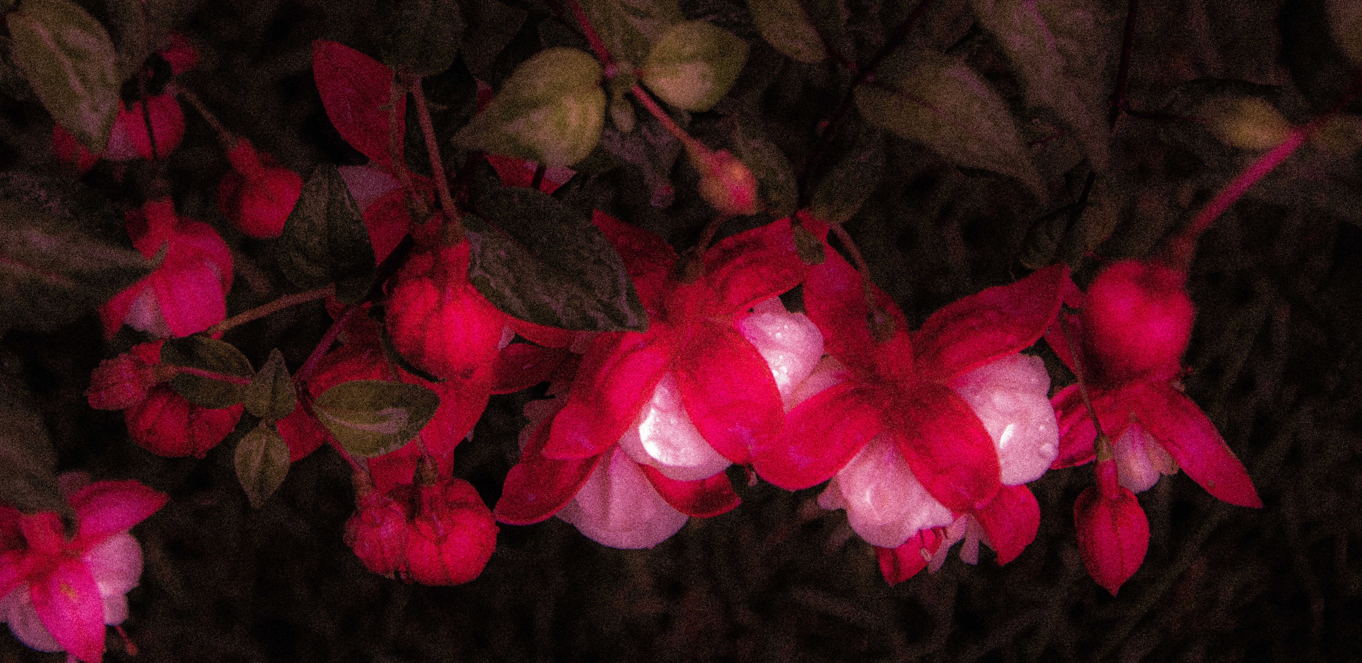 flower2